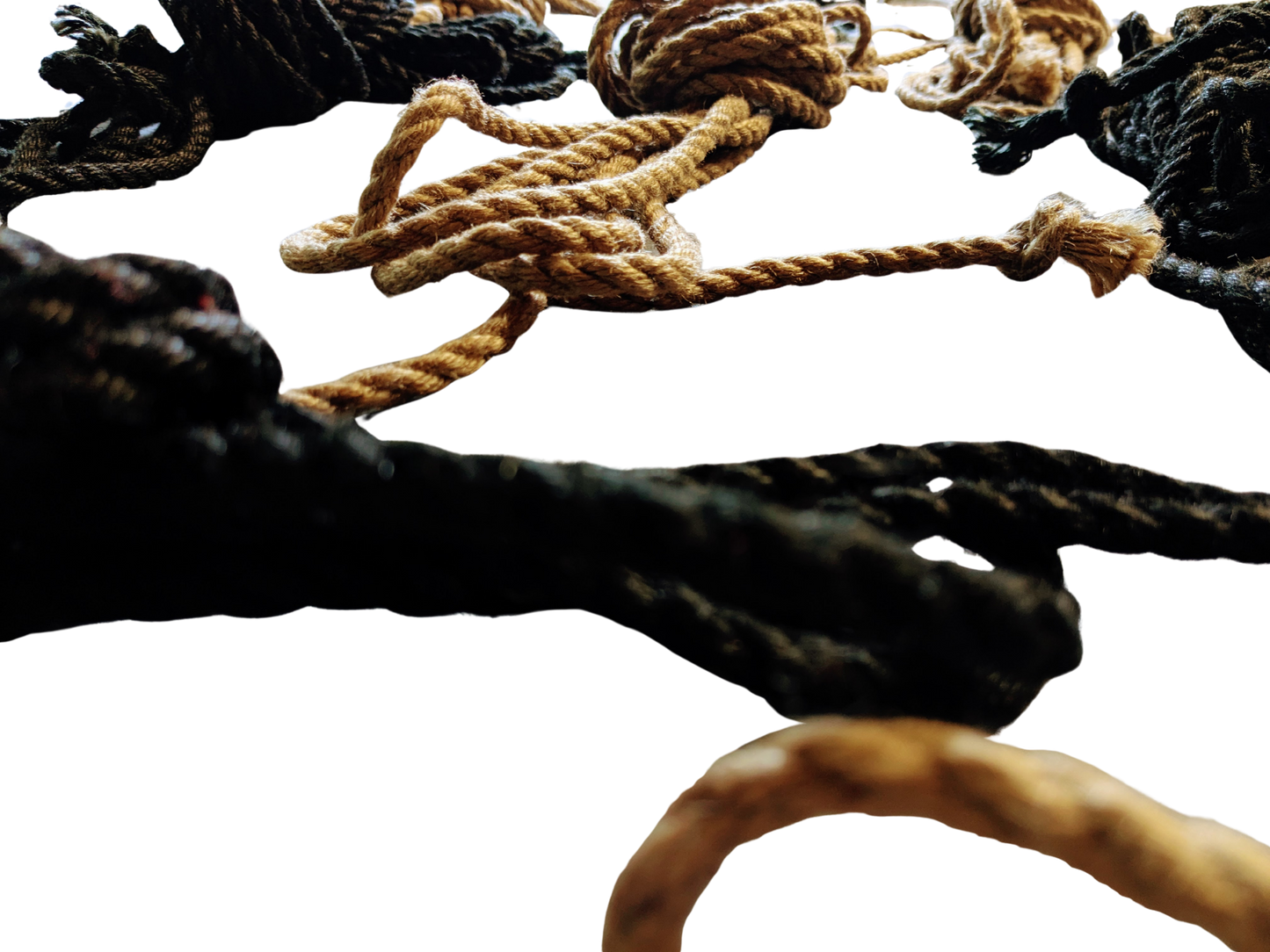 Lion Tamer Kit – Golden Obsidian (Full Ground Kit) - Limited time